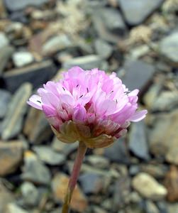 Armeria alpina (Plumbaginaceae)  - Armérie des Alpes, Arméria des Alpes Hautes-Pyrenees [France] 10/07/2005 - 2200m