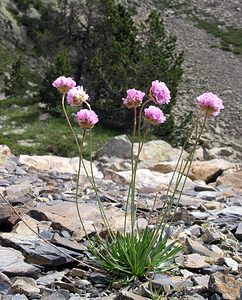 Armeria alpina (Plumbaginaceae)  - Armérie des Alpes, Arméria des Alpes Hautes-Pyrenees [France] 10/07/2005 - 2200m