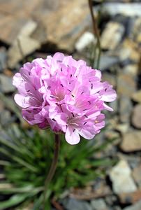 Armeria alpina (Plumbaginaceae)  - Armérie des Alpes, Arméria des Alpes Hautes-Pyrenees [France] 10/07/2005 - 2200m