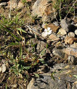 Atocion rupestre (Caryophyllaceae)  - Silène des rochers, Silène rupestre, Atocion rupestre, Atocion des rochers Ariege [France] 05/07/2005 - 1630m