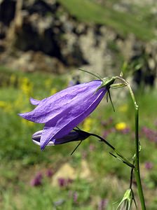 Campanula cochleariifolia (Campanulaceae)  - Campanule à feuilles de cranson, Campanule à feuilles de cochléaire, Campanule à feuilles de raifort - Fairy's-thimble Ariege [France] 06/07/2005 - 1640m