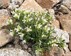 Cardamine resedifolia (Brassicaceae)  - Cardamine à feuilles de réséda Hautes-Pyrenees [France] 10/07/2005 - 2200m