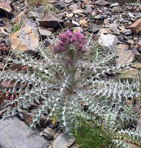 Carduus carlinoides (Asteraceae)  - Chardon fausse carline Hautes-Pyrenees [France] 10/07/2005 - 2200m