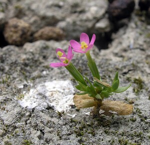 Centaurium  (Gentianaceae)  - Érythrée, Petite-centaurée - centauries Kent [Royaume-Uni] 21/07/2005 - 10m