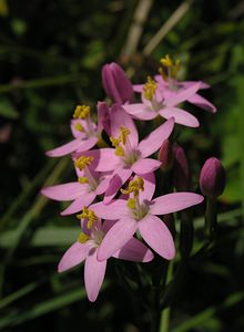 Centaurium erythraea (Gentianaceae)  - Érythrée petite-centaurée - Common Centaury Kent [Royaume-Uni] 20/07/2005 - 110m