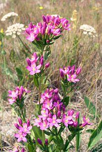 Centaurium erythraea (Gentianaceae)  - Érythrée petite-centaurée - Common Centaury Kent [Royaume-Uni] 21/07/2005 - 10m