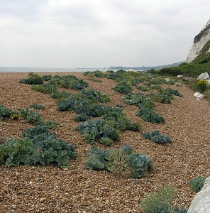 Crambe maritima (Brassicaceae)  - Crambe maritime, Choux marin - Sea-kale Kent [Royaume-Uni] 21/07/2005 - 10m