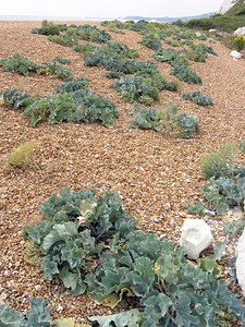 Crambe maritima (Brassicaceae)  - Crambe maritime, Choux marin - Sea-kale Kent [Royaume-Uni] 21/07/2005 - 10m