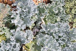 Crambe maritima (Brassicaceae)  - Crambe maritime, Choux marin - Sea-kale Kent [Royaume-Uni] 21/07/2005 - 10m