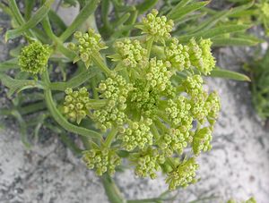 Crithmum maritimum (Apiaceae)  - Criste marine, Fenouil marin - Rock Samphire Kent [Royaume-Uni] 21/07/2005 - 10m