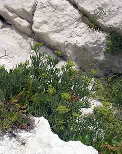 Crithmum maritimum (Apiaceae)  - Criste marine, Fenouil marin - Rock Samphire Kent [Royaume-Uni] 21/07/2005 - 10m