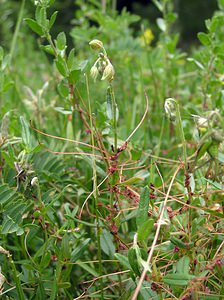 Cuscuta epithymum (Convolvulaceae)  - Cuscute du thym, Cuscute à petites fleurs, Petite cuscute - Dodder Val-d'Aran [Espagne] 08/07/2005 - 1390m