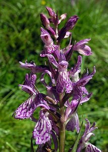 Dactylorhiza maculata (Orchidaceae)  - Dactylorhize maculé, Orchis tacheté, Orchis maculé - Heath Spotted-orchid Ariege [France] 05/07/2005 - 1630m