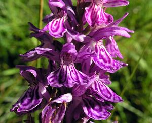 Dactylorhiza maculata (Orchidaceae)  - Dactylorhize maculé, Orchis tacheté, Orchis maculé - Heath Spotted-orchid Ariege [France] 05/07/2005 - 1630m