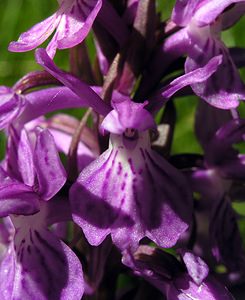 Dactylorhiza maculata (Orchidaceae)  - Dactylorhize maculé, Orchis tacheté, Orchis maculé - Heath Spotted-orchid Ariege [France] 06/07/2005 - 1640m