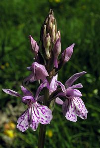 Dactylorhiza maculata (Orchidaceae)  - Dactylorhize maculé, Orchis tacheté, Orchis maculé - Heath Spotted-orchid Ariege [France] 06/07/2005 - 1640m