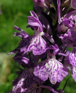 Dactylorhiza maculata (Orchidaceae)  - Dactylorhize maculé, Orchis tacheté, Orchis maculé - Heath Spotted-orchid Ariege [France] 06/07/2005 - 1640m