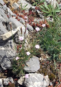 Dianthus caryophyllus (Caryophyllaceae)  - oeillet caryophyllé, oeillet des fleuristes, oeillet giroflée - Clove Pink Sobrarbe [Espagne] 09/07/2005 - 1640m