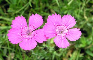 Dianthus deltoides (Caryophyllaceae)  - oeillet deltoïde, oeillet couché, oeillet à delta - Maiden Pink Sobrarbe [Espagne] 09/07/2005 - 1640m