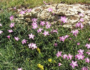 Dianthus hyssopifolius (Caryophyllaceae)  - oeillet à feuilles d'hysope, oeillet de Montpellier Hautes-Pyrenees [France] 11/07/2005 - 1600m