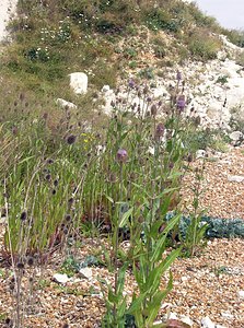 Dipsacus fullonum (Caprifoliaceae)  - Cardère à foulon, Cabaret des oiseaux, Cardère sauvage - Wild Teasel Kent [Royaume-Uni] 21/07/2005 - 10m
