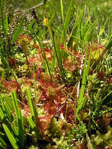Drosera rotundifolia (Droseraceae)  - Rossolis à feuilles rondes, Droséra à feuilles rondes - Round-leaved Sundew Ariege [France] 05/07/2005 - 1630m