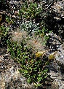 Dryas octopetala (Rosaceae)  - Dryade à huit pétales, Thé des alpes - Mountain Avens Hautes-Pyrenees [France] 12/07/2005 - 1890m