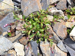 Epilobium anagallidifolium (Onagraceae)  - Épilobe à feuilles de mouron - Alpine Willowherb Hautes-Pyrenees [France] 10/07/2005 - 2200m