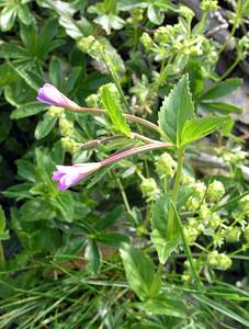 Epilobium montanum (Onagraceae)  - Épilobe des montagnes - Broad-leaved Willowherb Haute-Ribagorce [Espagne] 09/07/2005 - 2040m