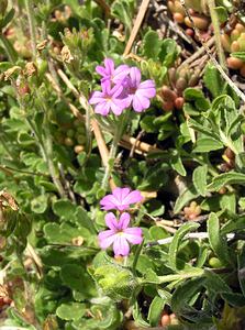 Erinus alpinus (Plantaginaceae)  - Érine des Alpes, Mandeline des Alpes - Fairy Foxglove Sobrarbe [Espagne] 09/07/2005 - 1640m