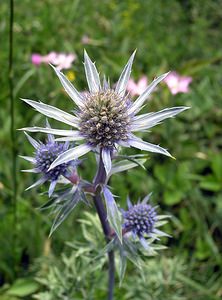 Eryngium bourgatii (Apiaceae)  - Panicaut de Bourgat Val-d'Aran [Espagne] 08/07/2005 - 1390m