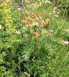 Euphorbia cyparissias (Euphorbiaceae)  - Euphorbe petit-cyprès, Euphorbe faux cyprès, Petite ésule - Cypress Spurge Sobrarbe [Espagne] 09/07/2005 - 1640m