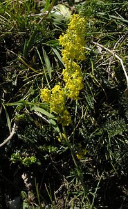 Galium verum (Rubiaceae)  - Gaillet vrai, Gaillet jaune, Caille-lait jaune - Lady's Bedstraw Ariege [France] 05/07/2005 - 1630m