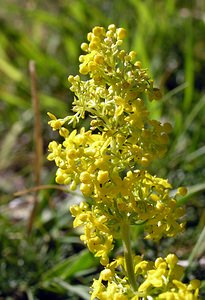 Galium verum (Rubiaceae)  - Gaillet vrai, Gaillet jaune, Caille-lait jaune - Lady's Bedstraw Ariege [France] 05/07/2005 - 1630m