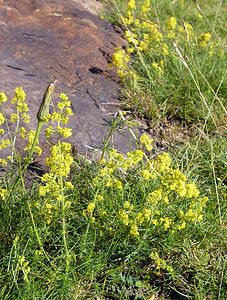 Galium verum (Rubiaceae)  - Gaillet vrai, Gaillet jaune, Caille-lait jaune - Lady's Bedstraw Ariege [France] 05/07/2005 - 1630m