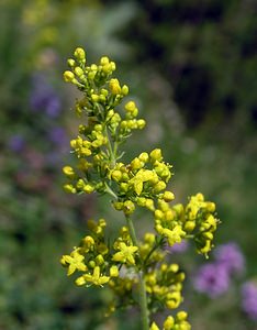 Galium verum (Rubiaceae)  - Gaillet vrai, Gaillet jaune, Caille-lait jaune - Lady's Bedstraw Sobrarbe [Espagne] 09/07/2005 - 1640m