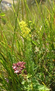 Galium verum (Rubiaceae)  - Gaillet vrai, Gaillet jaune, Caille-lait jaune - Lady's Bedstraw Kent [Royaume-Uni] 20/07/2005 - 110m