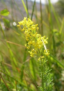 Galium verum (Rubiaceae)  - Gaillet vrai, Gaillet jaune, Caille-lait jaune - Lady's Bedstraw Kent [Royaume-Uni] 20/07/2005 - 110m