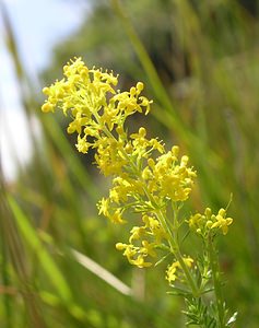 Galium verum (Rubiaceae)  - Gaillet vrai, Gaillet jaune, Caille-lait jaune - Lady's Bedstraw Kent [Royaume-Uni] 20/07/2005 - 110m