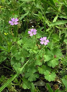 Geranium pyrenaicum (Geraniaceae)  - Géranium des Pyrénées - Hedgerow Crane's-bill Val-d'Aran [Espagne] 08/07/2005 - 1390m