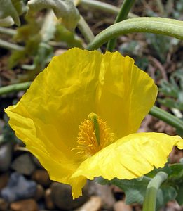 Glaucium flavum (Papaveraceae)  - Glaucier jaune, Glaucière jaune, Pavot jaune des sables - Yellow Horned Poppy Kent [Royaume-Uni] 21/07/2005 - 10m