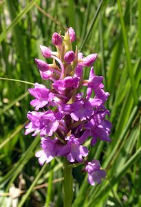 Gymnadenia conopsea (Orchidaceae)  - Gymnadénie moucheron, Orchis moucheron, Orchis moustique - Fragrant Orchid Hautes-Pyrenees [France] 11/07/2005 - 1890m