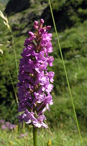 Gymnadenia conopsea (Orchidaceae)  - Gymnadénie moucheron, Orchis moucheron, Orchis moustique - Fragrant Orchid Hautes-Pyrenees [France] 12/07/2005 - 1890m