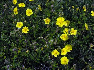 Helianthemum nummularium (Cistaceae)  - Hélianthème nummulaire, Hélianthème jaune, Hélianthème commun - Common Rock-rose Val-d'Aran [Espagne] 08/07/2005 - 1390m