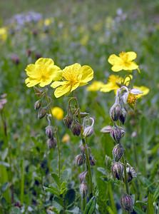 Helianthemum nummularium (Cistaceae)  - Hélianthème nummulaire, Hélianthème jaune, Hélianthème commun - Common Rock-rose Val-d'Aran [Espagne] 08/07/2005 - 1390m