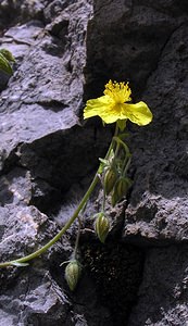 Helianthemum nummularium (Cistaceae)  - Hélianthème nummulaire, Hélianthème jaune, Hélianthème commun - Common Rock-rose Sobrarbe [Espagne] 09/07/2005 - 1640m