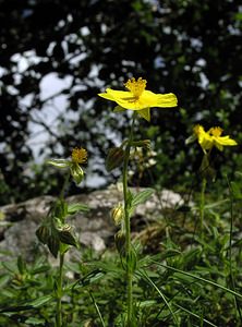 Helianthemum nummularium (Cistaceae)  - Hélianthème nummulaire, Hélianthème jaune, Hélianthème commun - Common Rock-rose Hautes-Pyrenees [France] 10/07/2005 - 1290m