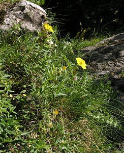 Helianthemum nummularium (Cistaceae)  - Hélianthème nummulaire, Hélianthème jaune, Hélianthème commun - Common Rock-rose Hautes-Pyrenees [France] 10/07/2005 - 1290m