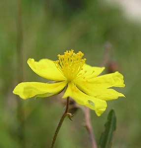 Helianthemum nummularium (Cistaceae)  - Hélianthème nummulaire, Hélianthème jaune, Hélianthème commun - Common Rock-rose Kent [Royaume-Uni] 20/07/2005 - 110m