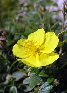 Helianthemum nummularium (Cistaceae)  - Hélianthème nummulaire, Hélianthème jaune, Hélianthème commun - Common Rock-rose Kent [Royaume-Uni] 20/07/2005 - 110m